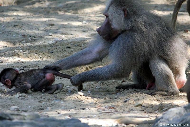 2010-08-24 (618) Aanranding en mishandeling gebeurd ook in de apenwereld.jpg